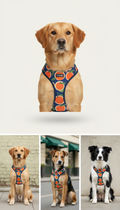 Tangerine and blue graphic print dog harness